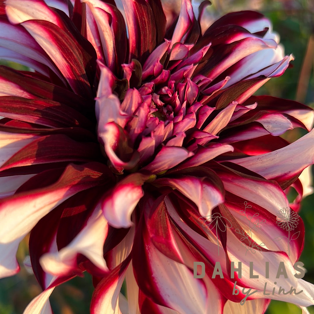 Dahlia Tartan