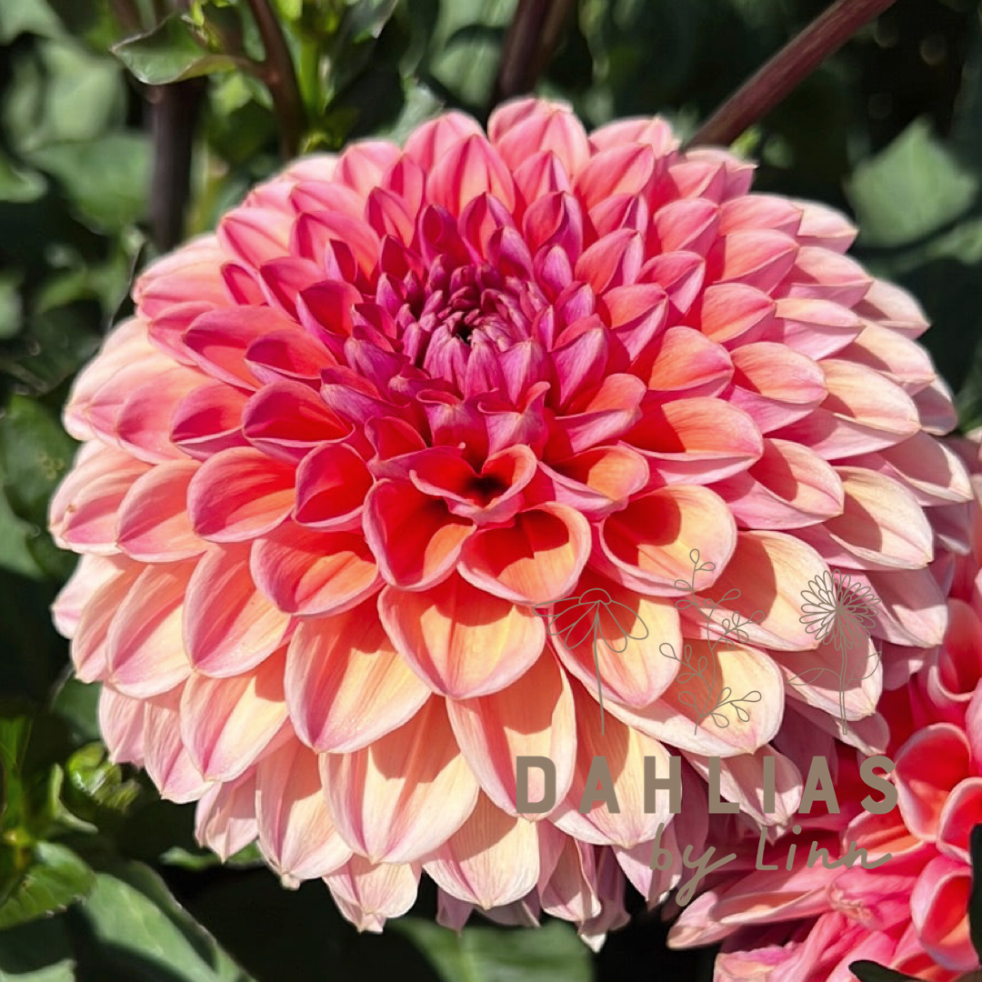 Dahlia Daisy Duke