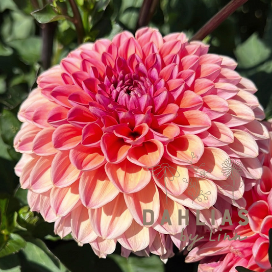 Dahlia Daisy Duke