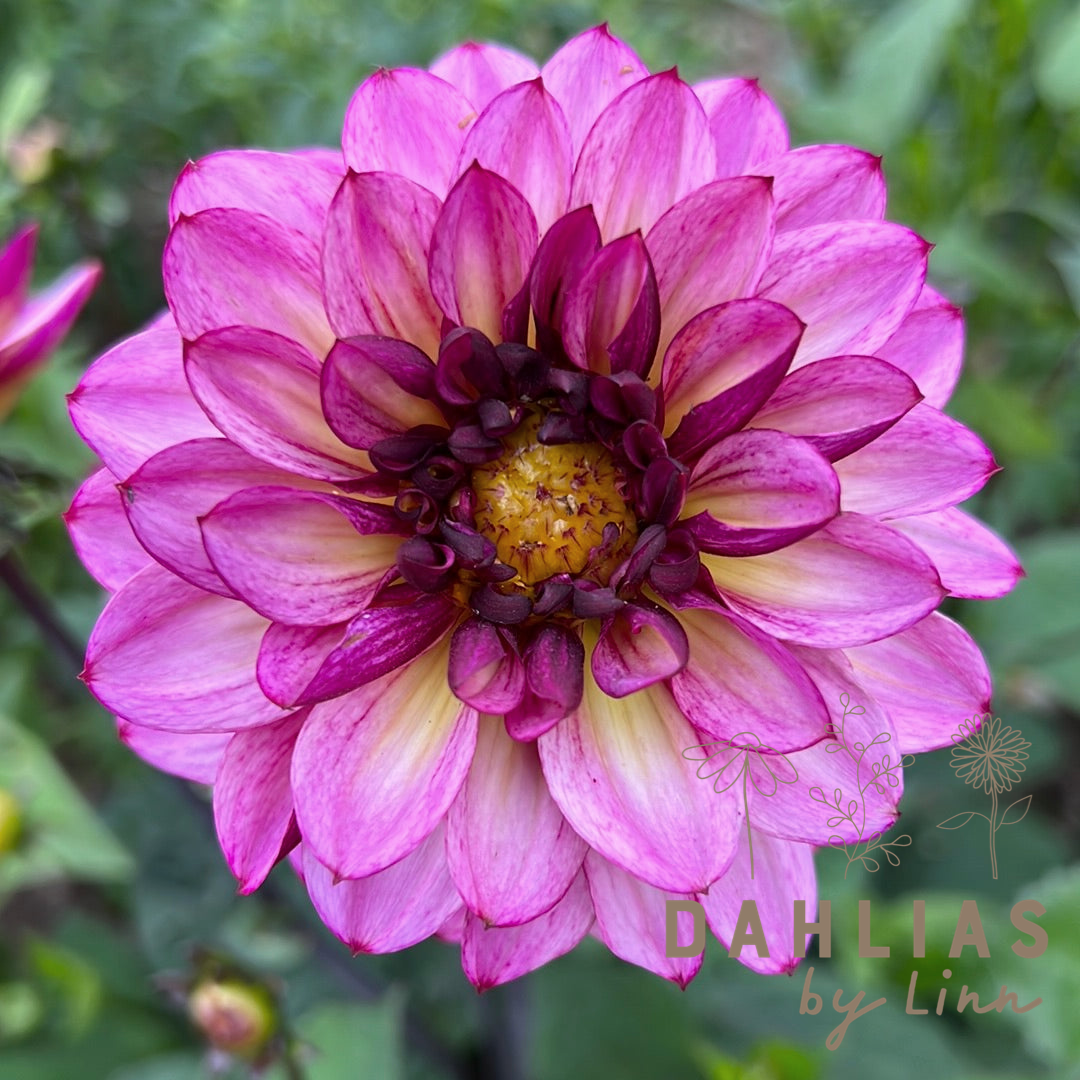 Dahlia Muchacha