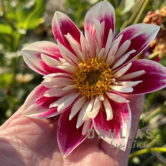Dahlia Fashion Monger