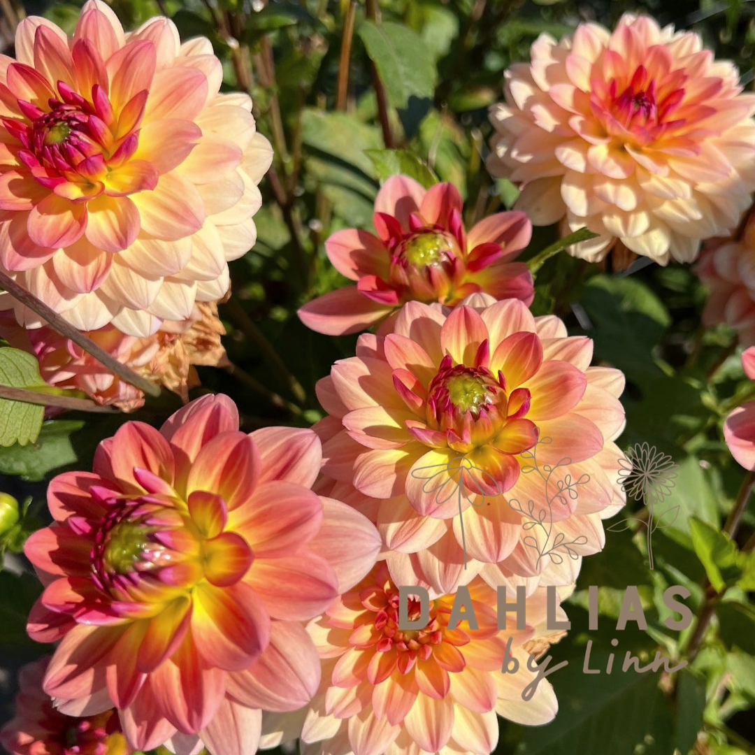 Dahlia Erna Panzer