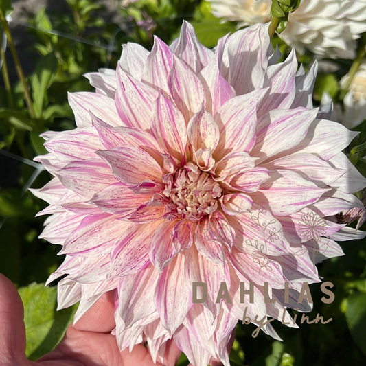 Dahlia Café au lait Twist