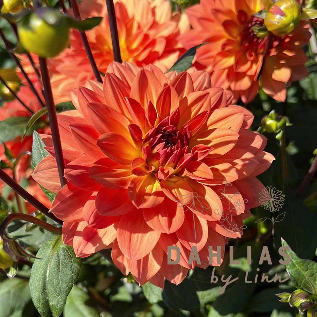 Dahlia Dr. P.H. Riedell
