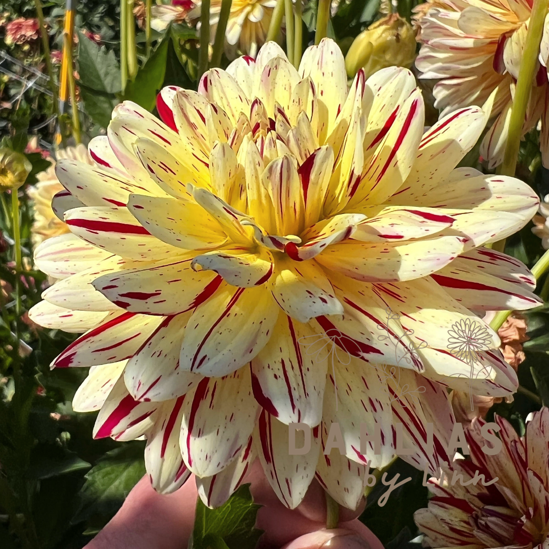 Dahlia Creme Silence