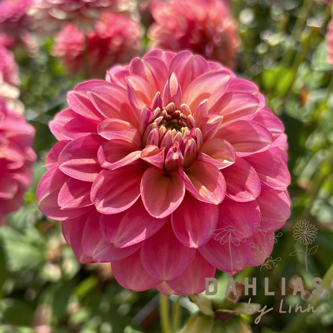 Dahlia Milena Fleur Åter 2026!