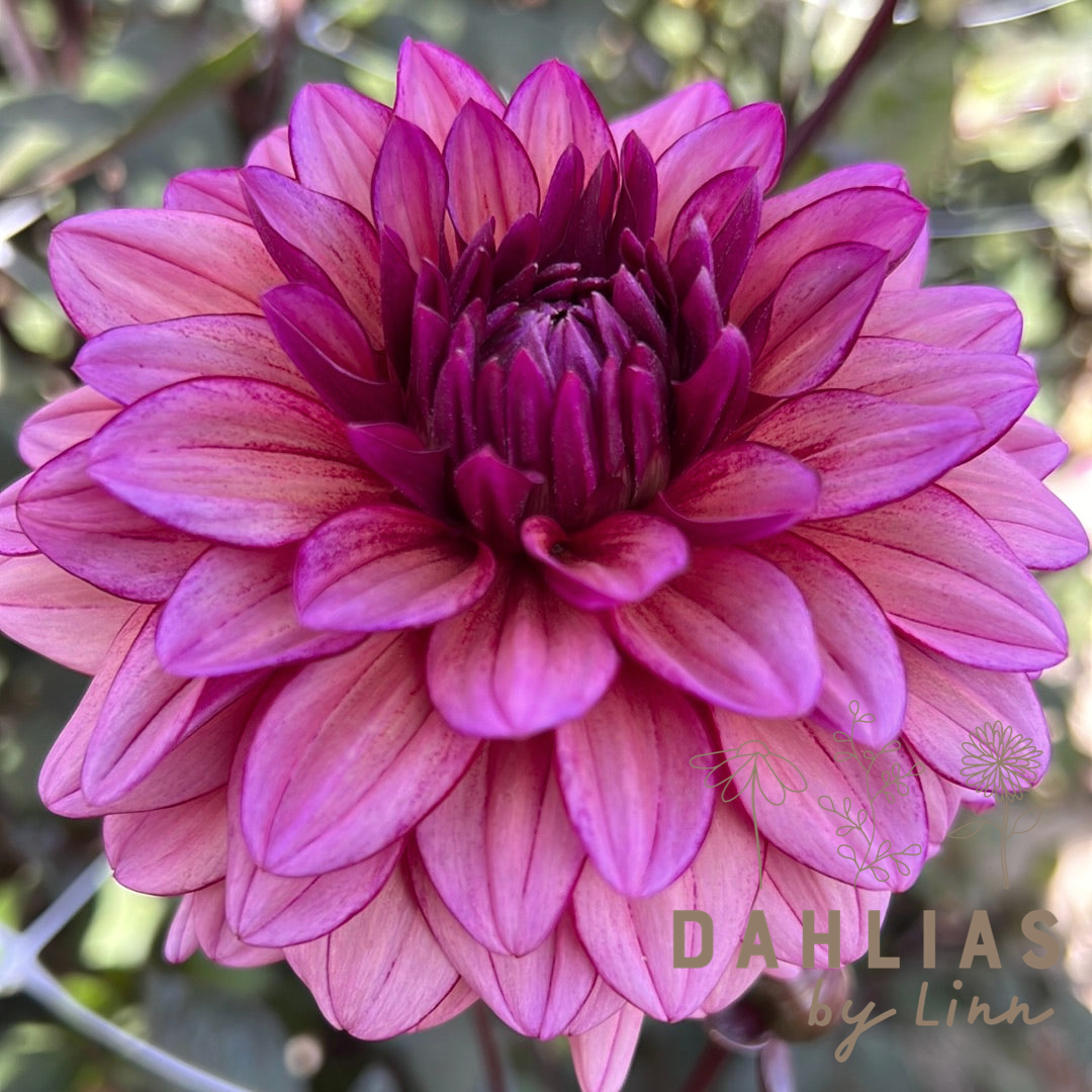 Dahlia Molly Raven