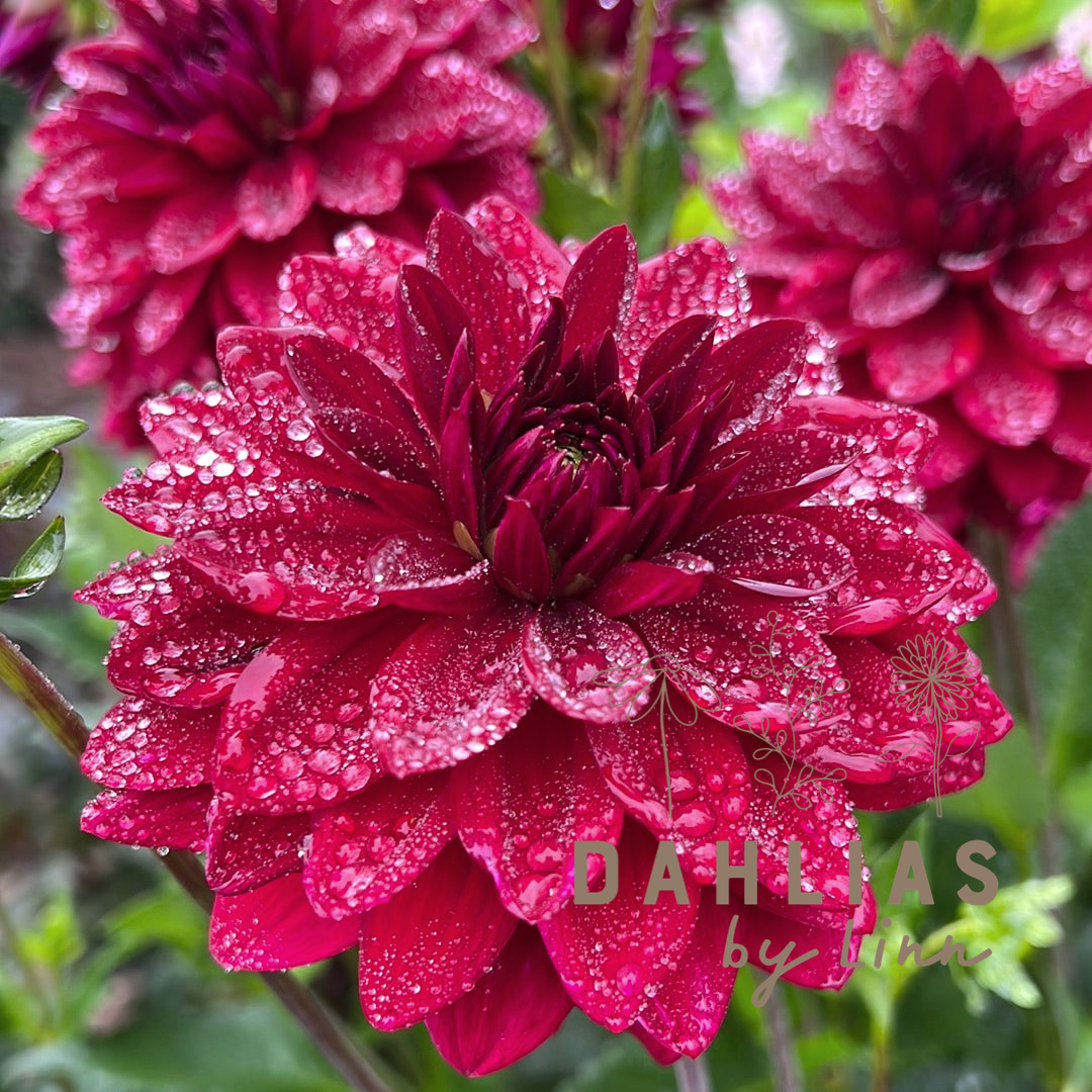 Dahlia Arabian Night