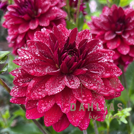 Dahlia Arabian Night