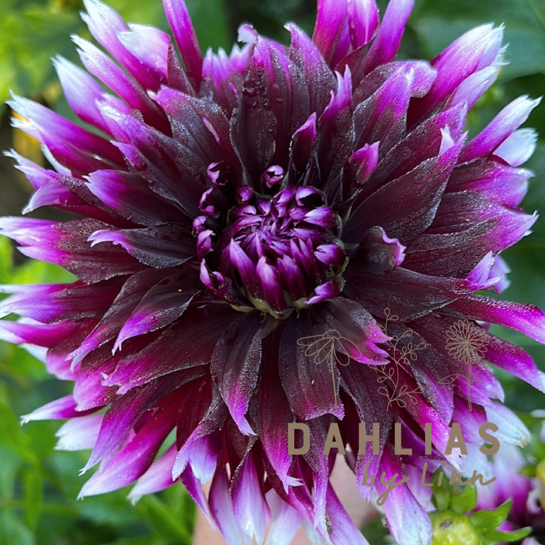 Dahlia Clair Obscur Utgår!