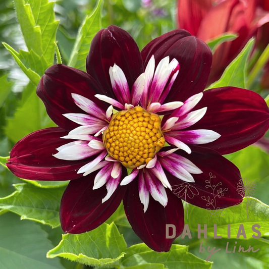 Dahlia Night Butterfly