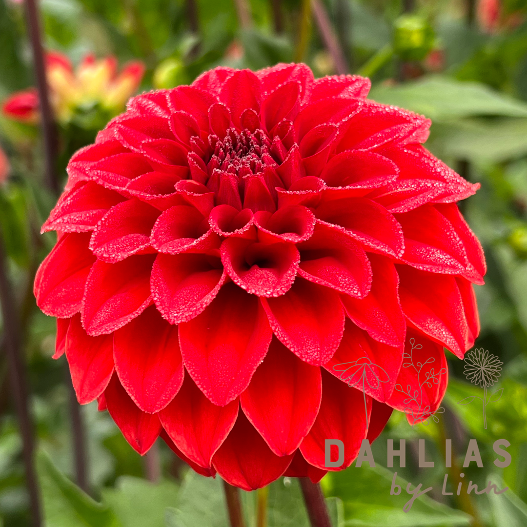 Dahlia Red Cape