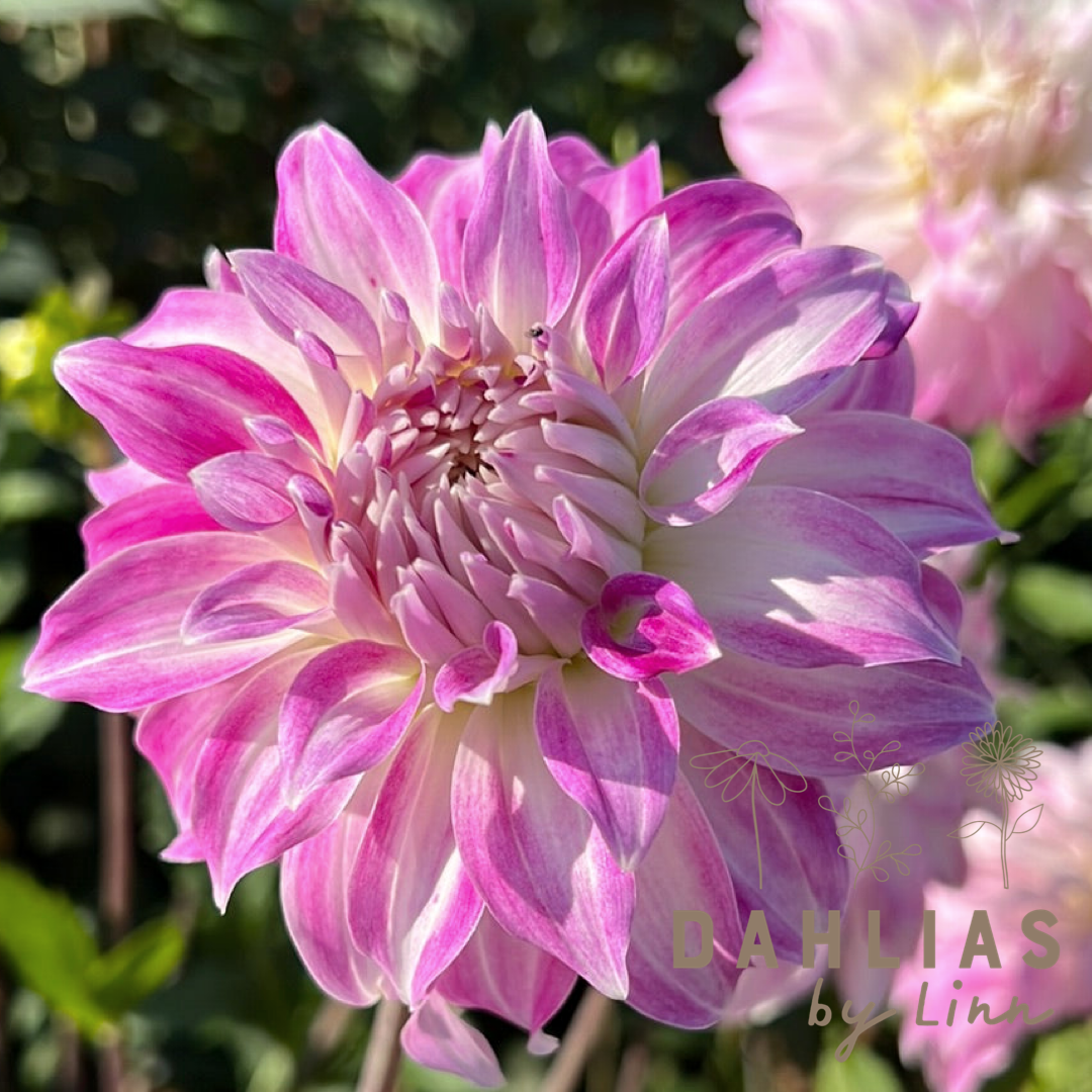 Dahlia Pink Petticoat