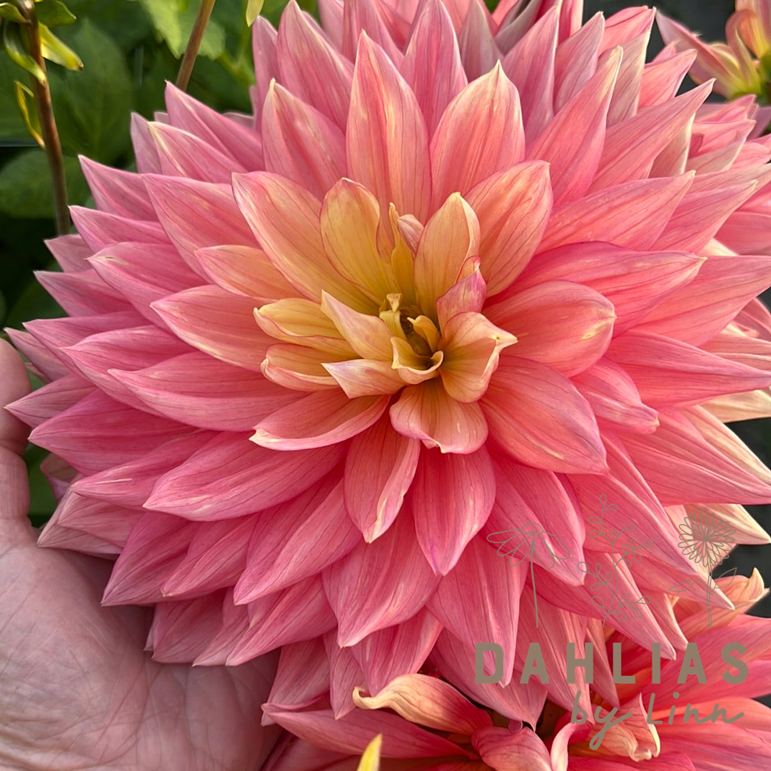 Dahlia Wandas Aurora