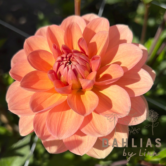 Dahlia Yelno Harmony