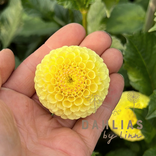 Dahlia Buttercup