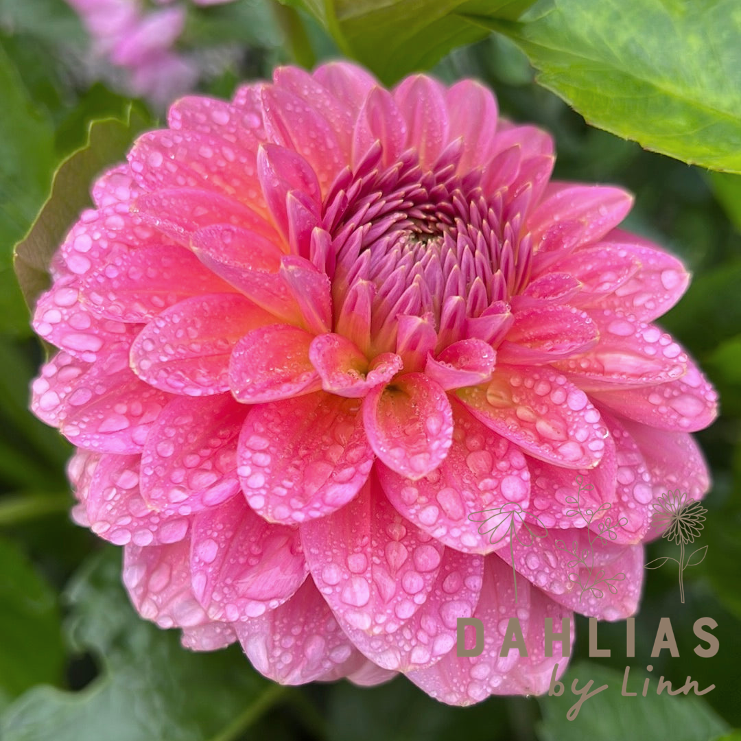 Dahlia Pink runner