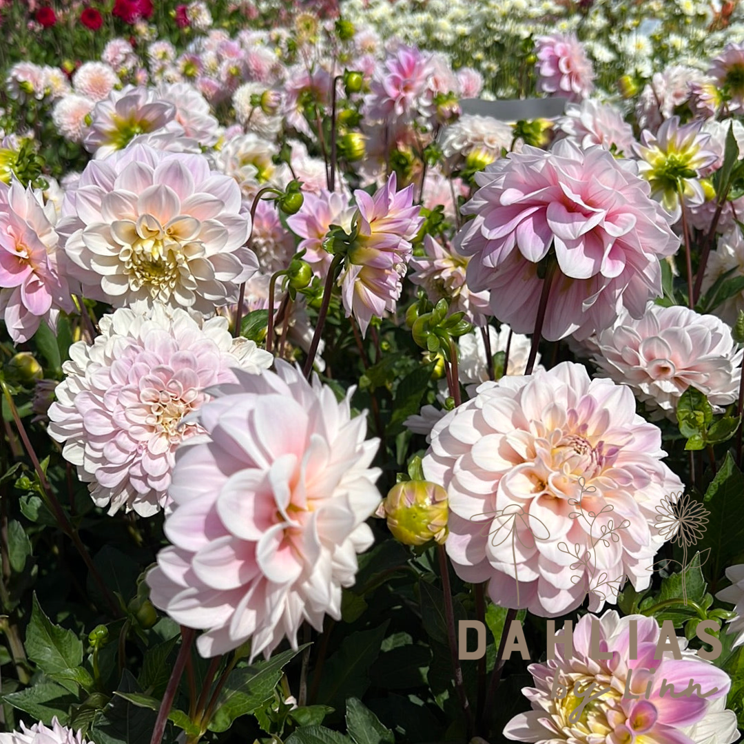 Dahlia Sweet Nathalie