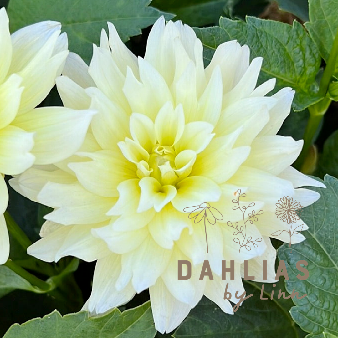 Dahlia Berliner Lemon