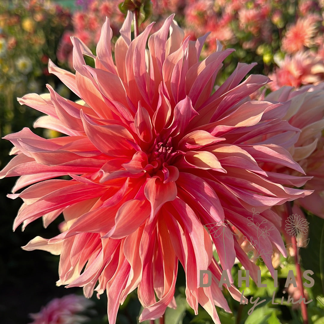 Dahlia Labyrinth