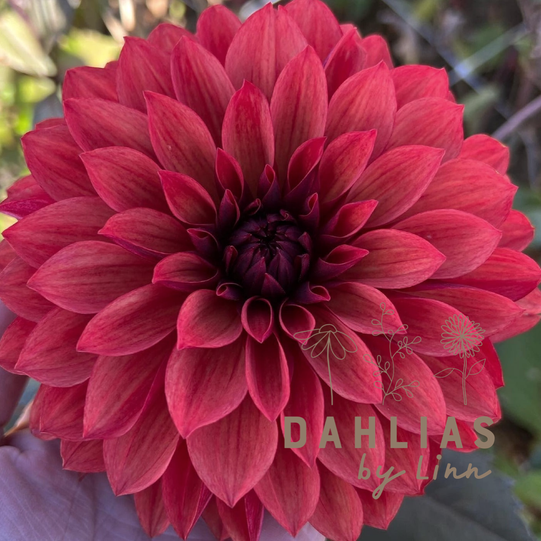 Dahlia Danique Exclusive!