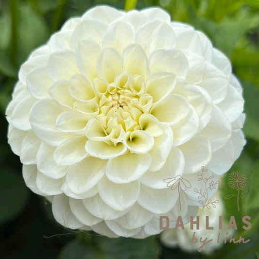 Dahlia White Aster