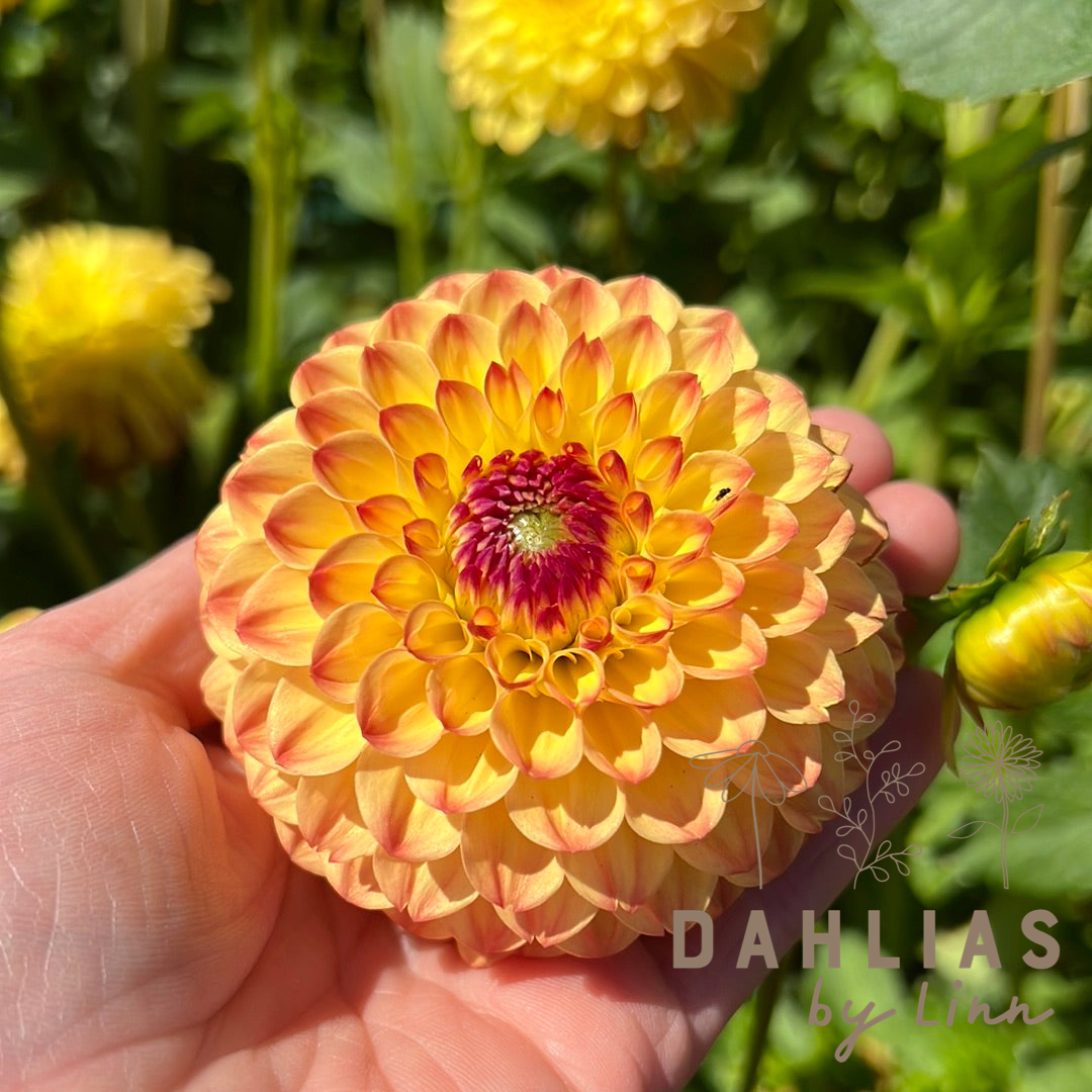 Dahlia Sunny Boy