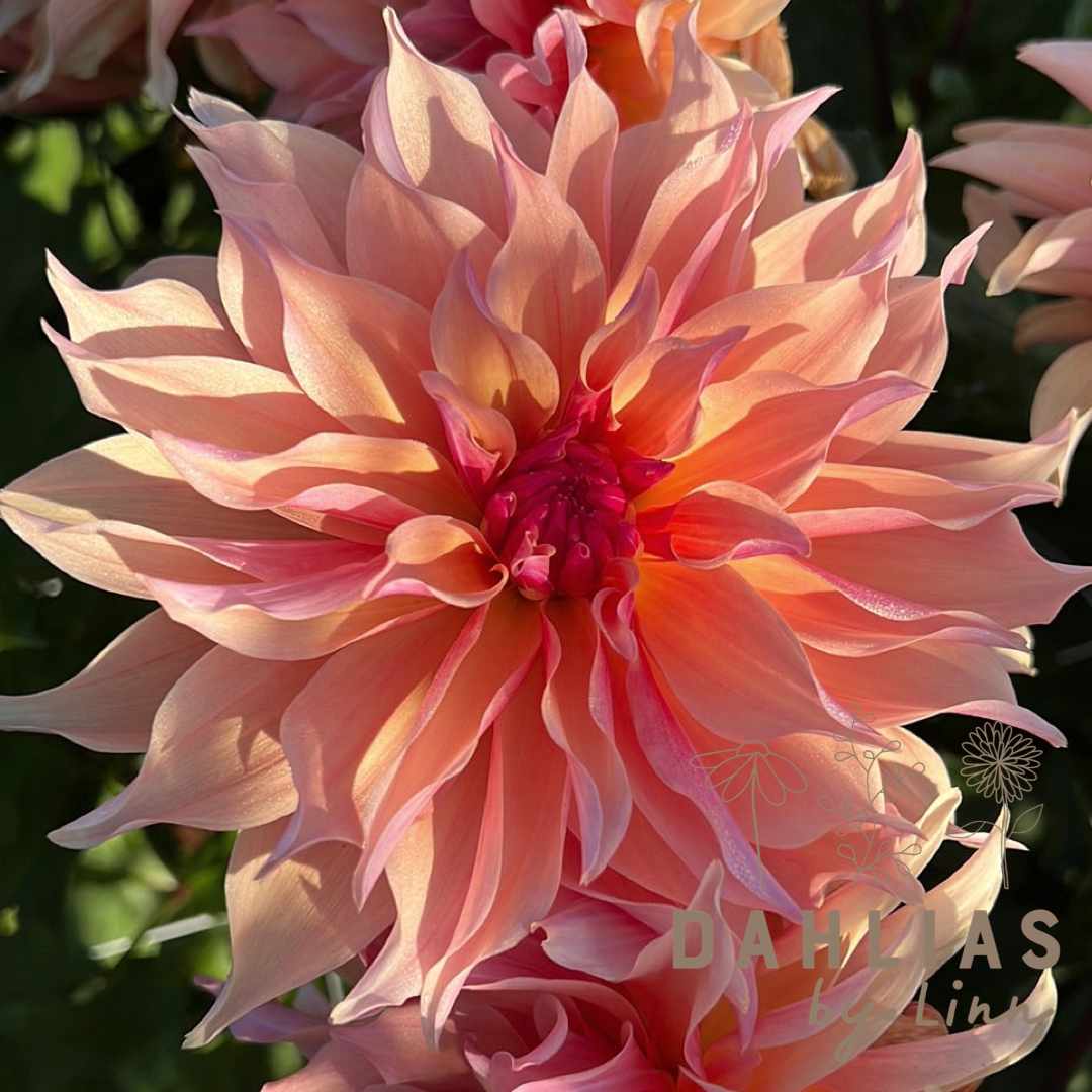 Dahlia Labyrinth