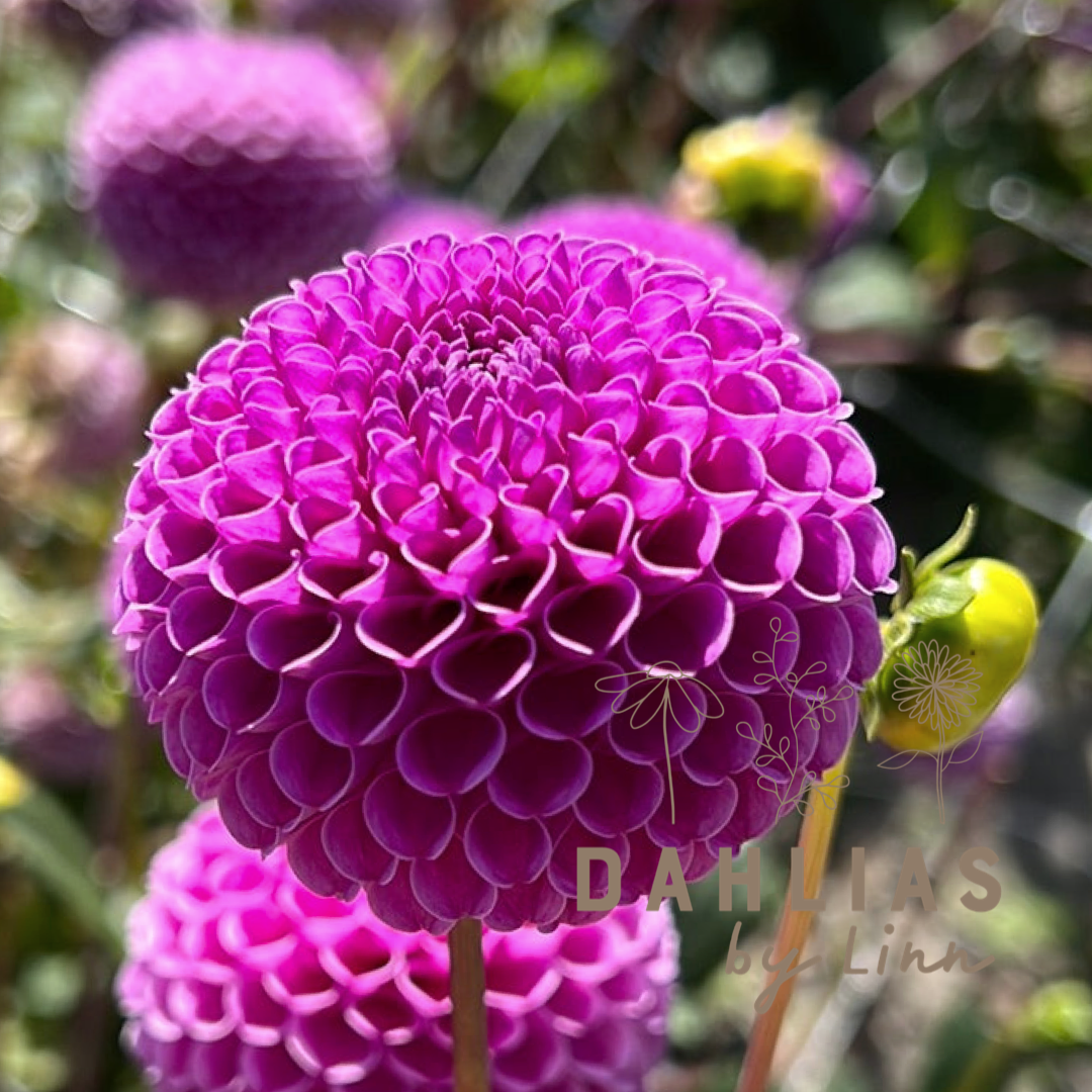 Dahlia Franz Kafka