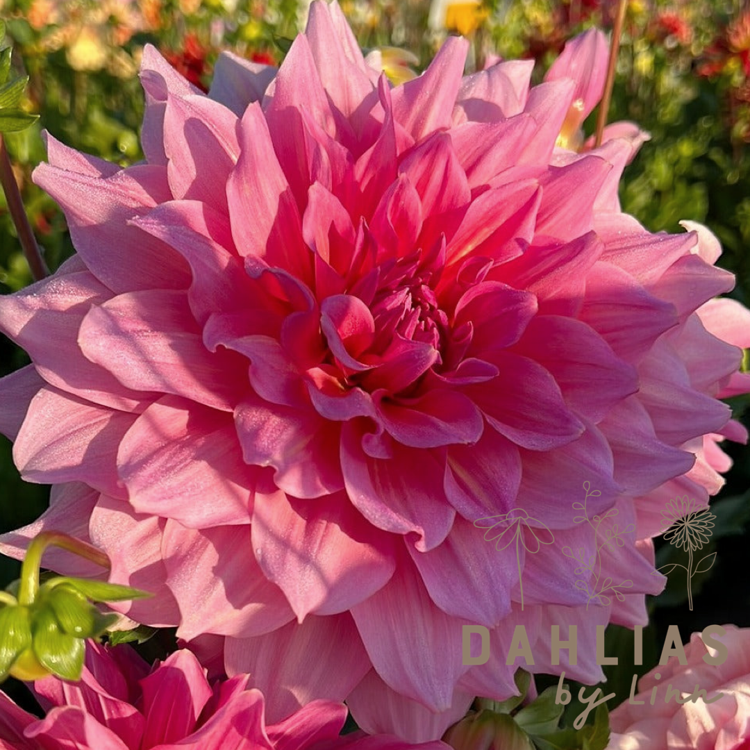 Dahlia Otto's Thrill