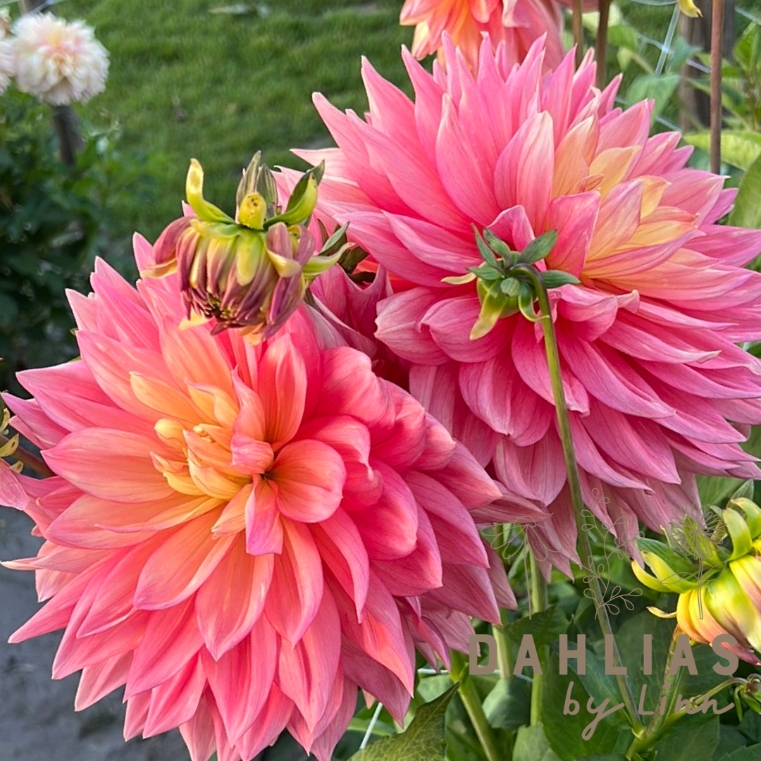 Dahlia Wandas Aurora