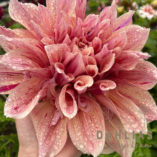 Dahlia Maki