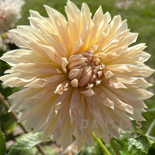 Dahlia Café de Paris