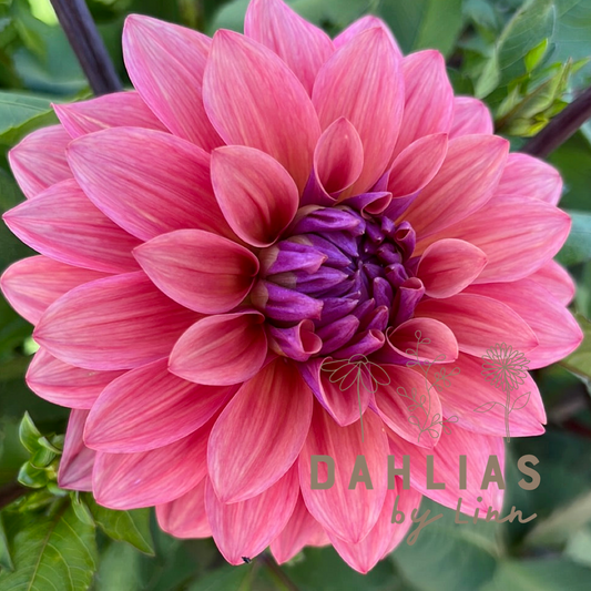 Dahlia American Dawn