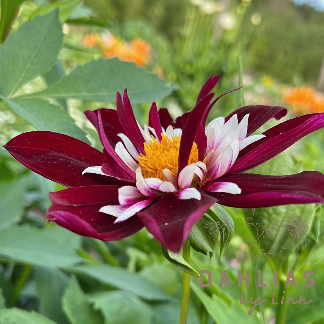 Dahlia Night Butterfly
