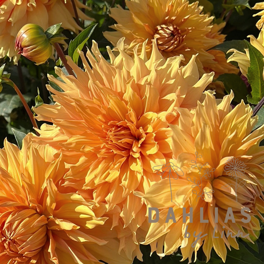 Dahlia Hamari Gold