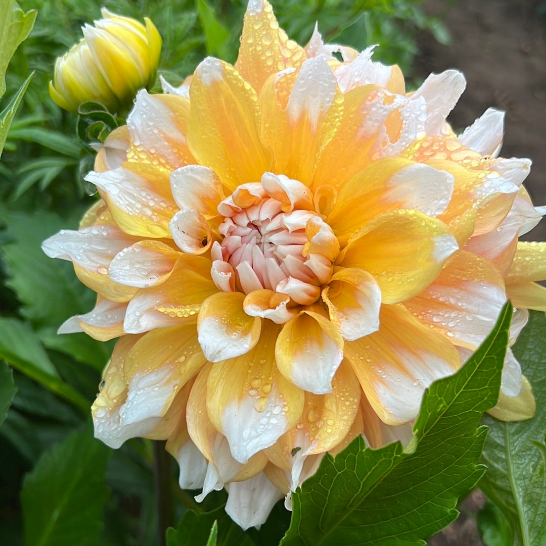 Dahlia Seattle