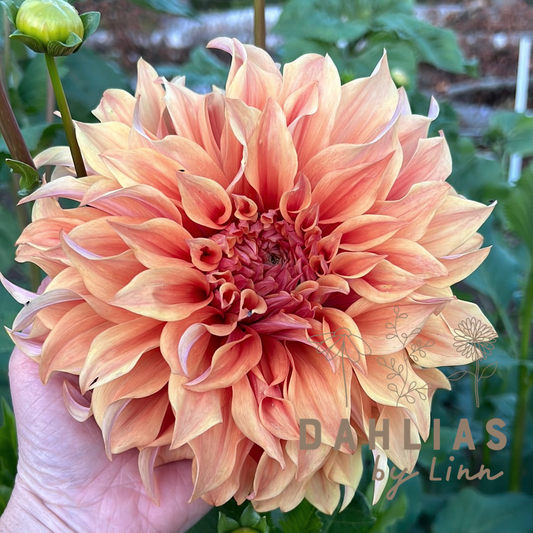 Dahlia Hercules