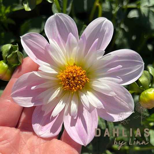 Dahlia Teesbrook Audrey