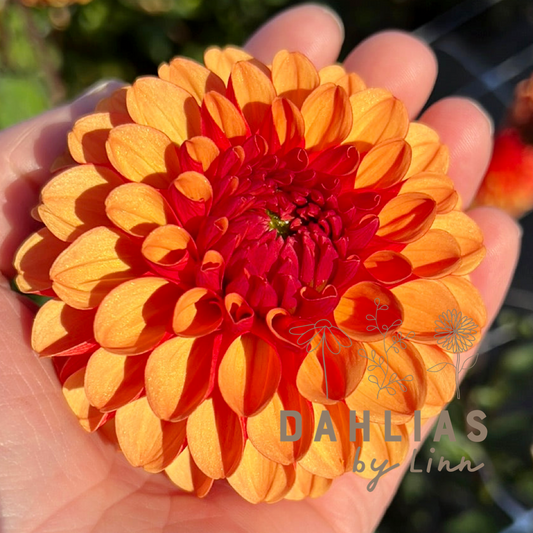 Dahlia American Sunset