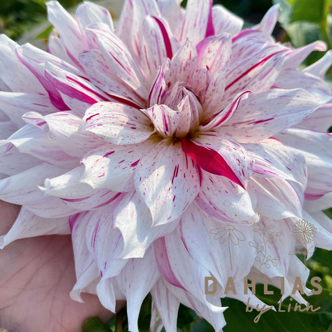 Dahlia Mick's Peppermint