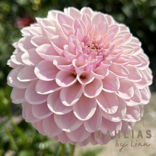 Dahlia Pink Silk