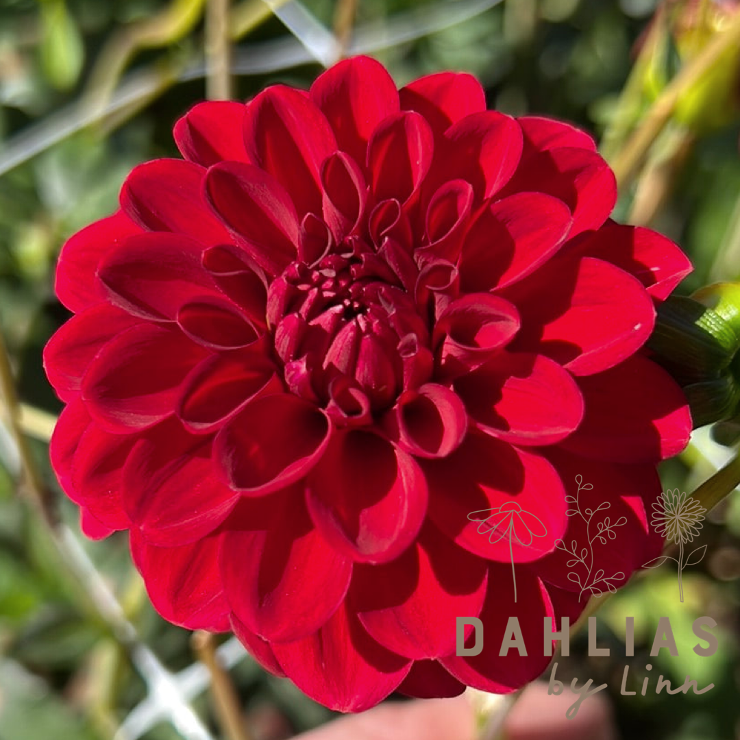 Dahlia Maroon Fox