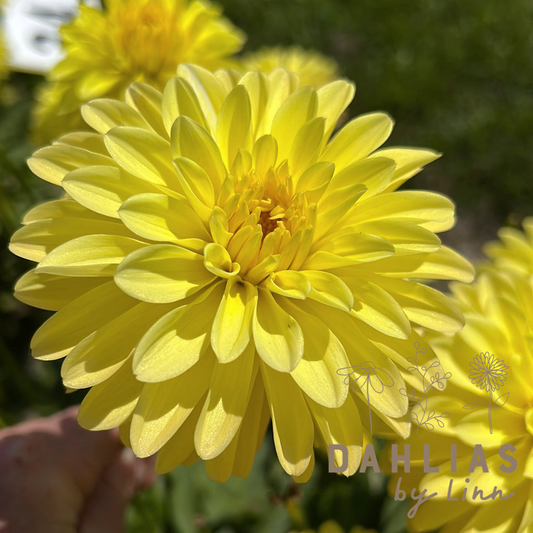 Dahlia Melody Latin