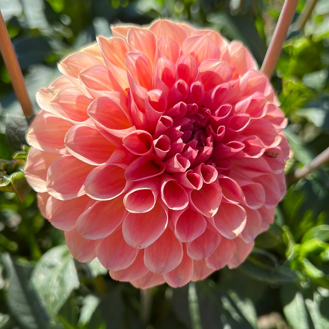 Dahlia Sebastian