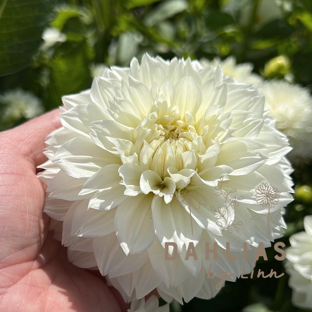 Dahlia Gitt´s Attention