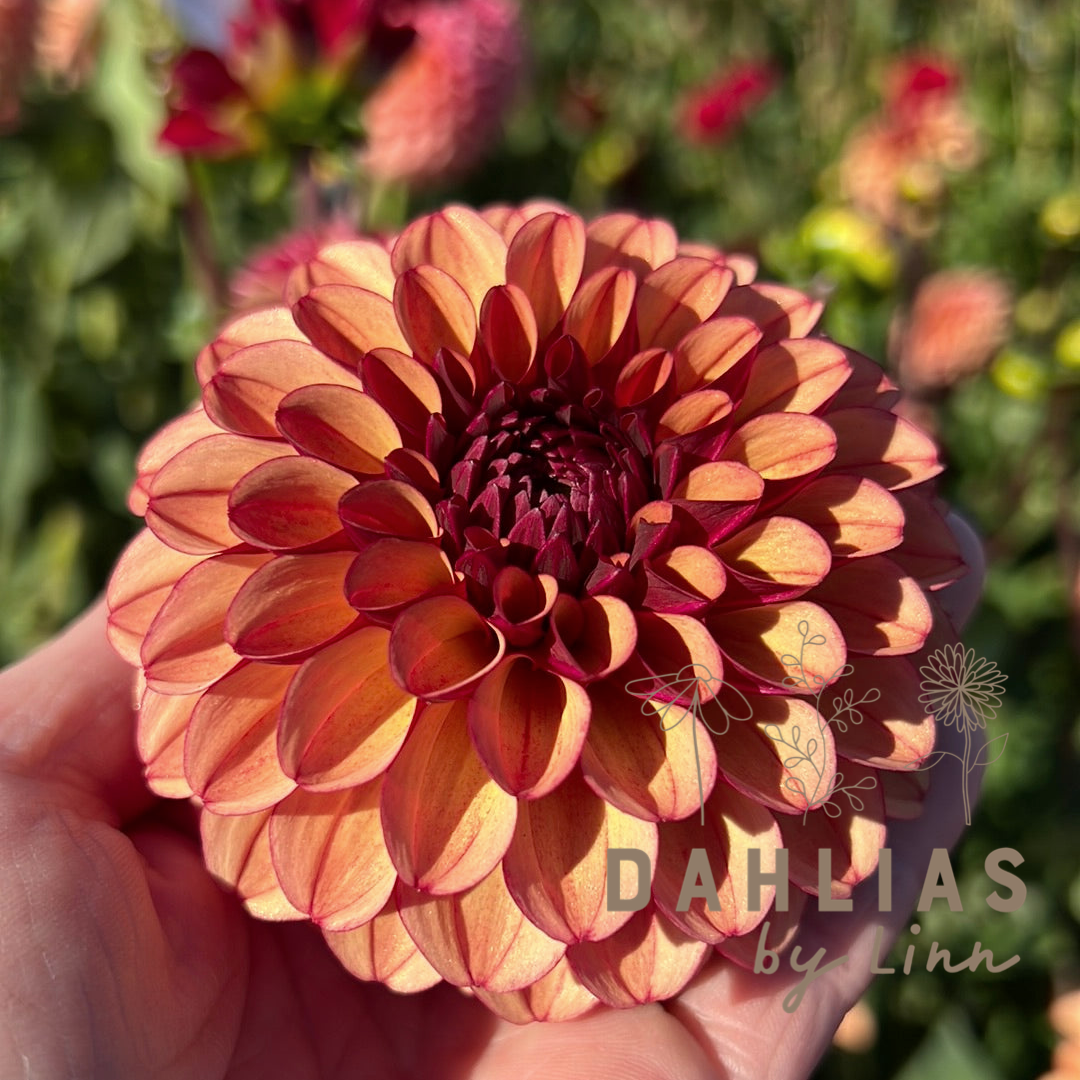 Dahlia High Fidelity