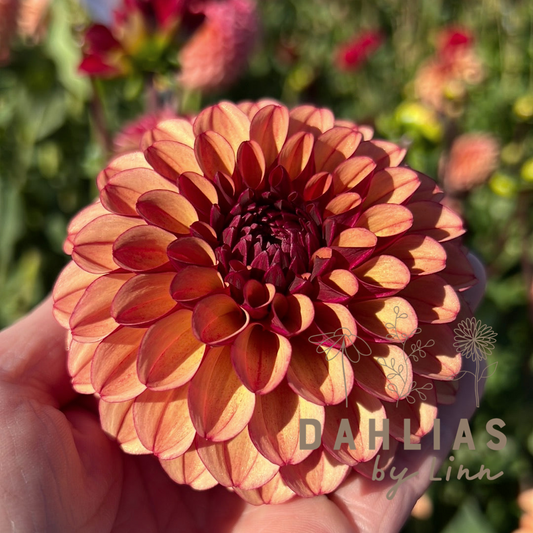 Dahlia High Fidelity