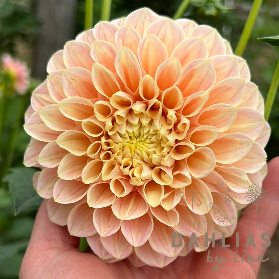 Dahlia Sweet Suzanne