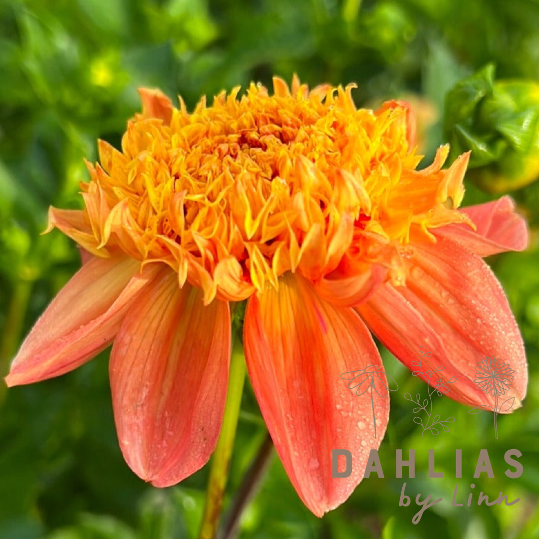 Dahlia Sword Dance
